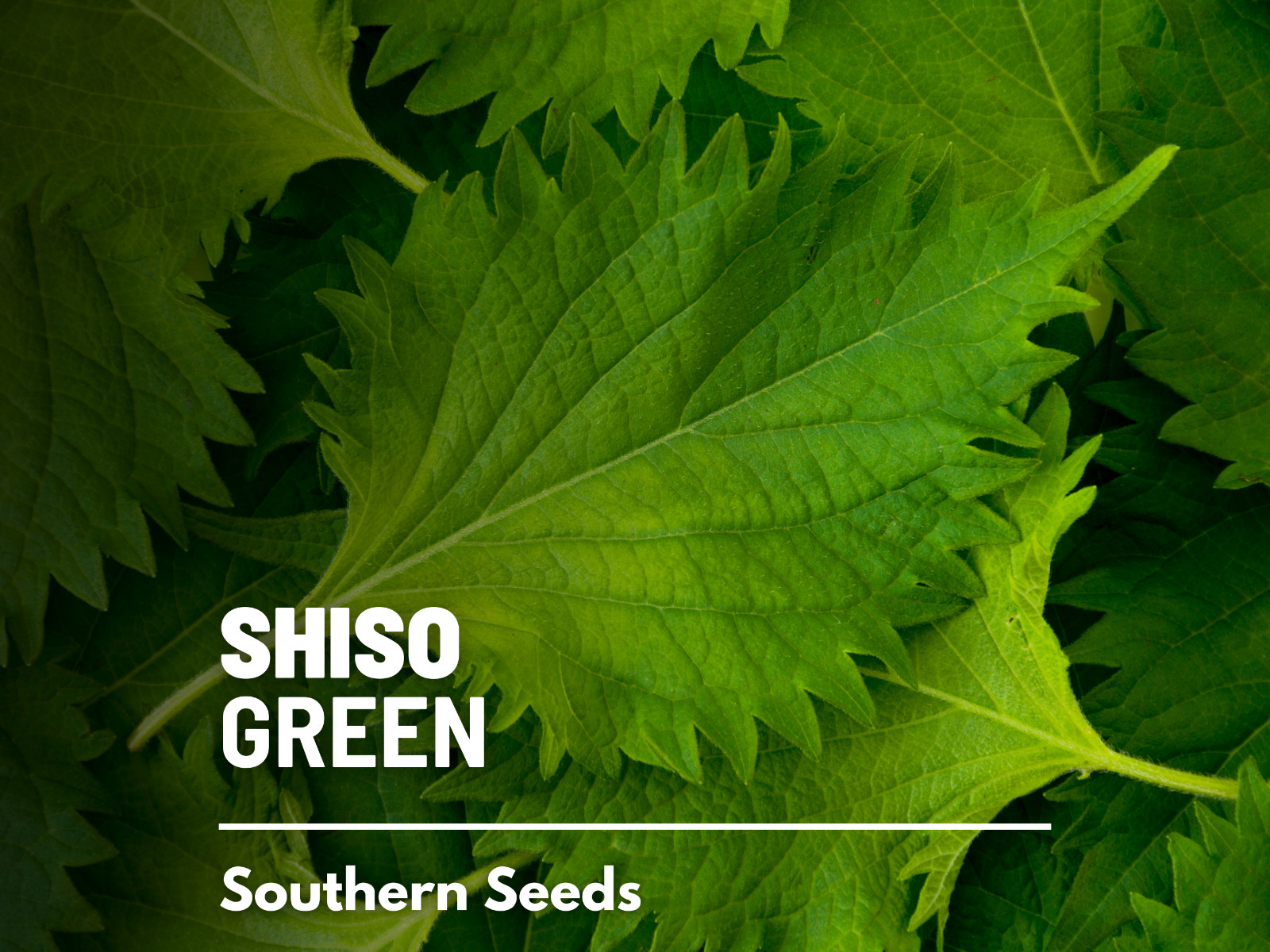 Shiso Green – 200 Seeds – Asian Culinary Herb – Non GMO (Perilla frutescens)