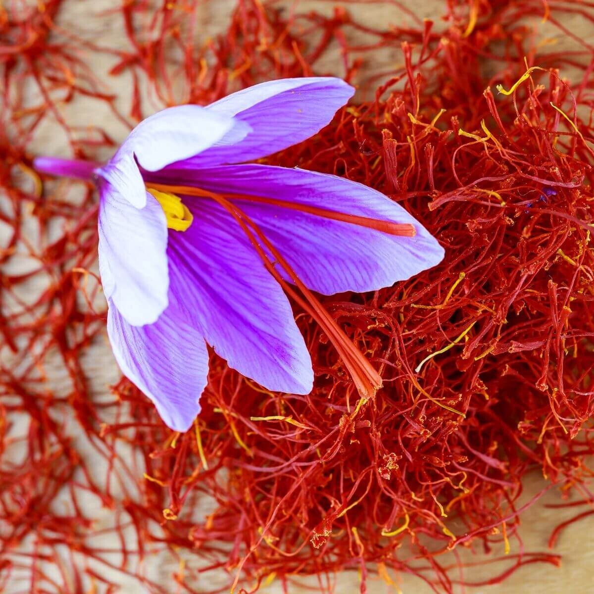 Saffron Autumn Crocus (Crocus sativus) – 50 Seeds | Fall-Blooming Purple Beauty