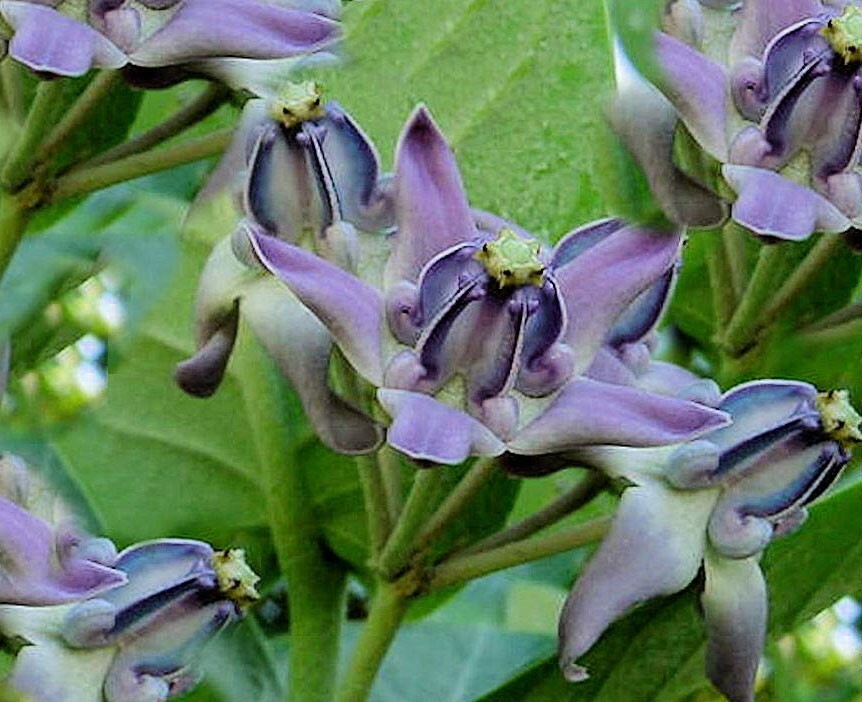 Calotropis gigantea Blue | Giant Milkweed | Crown Flower | 20_Seeds