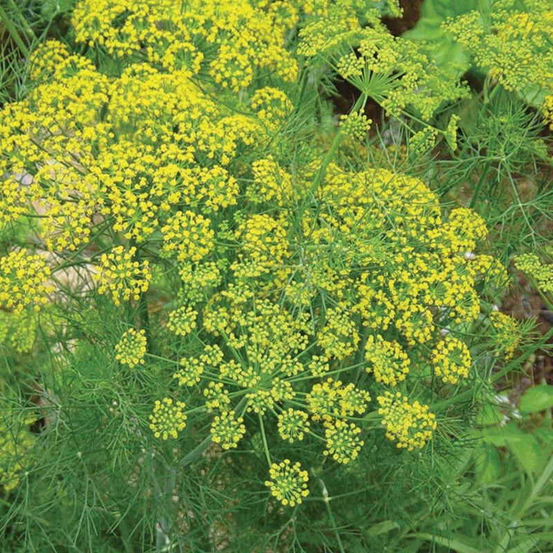 Mammoth Dill Seeds | 500 Seeds | Heirloom – Non-GMO | Free Shipping | 1145