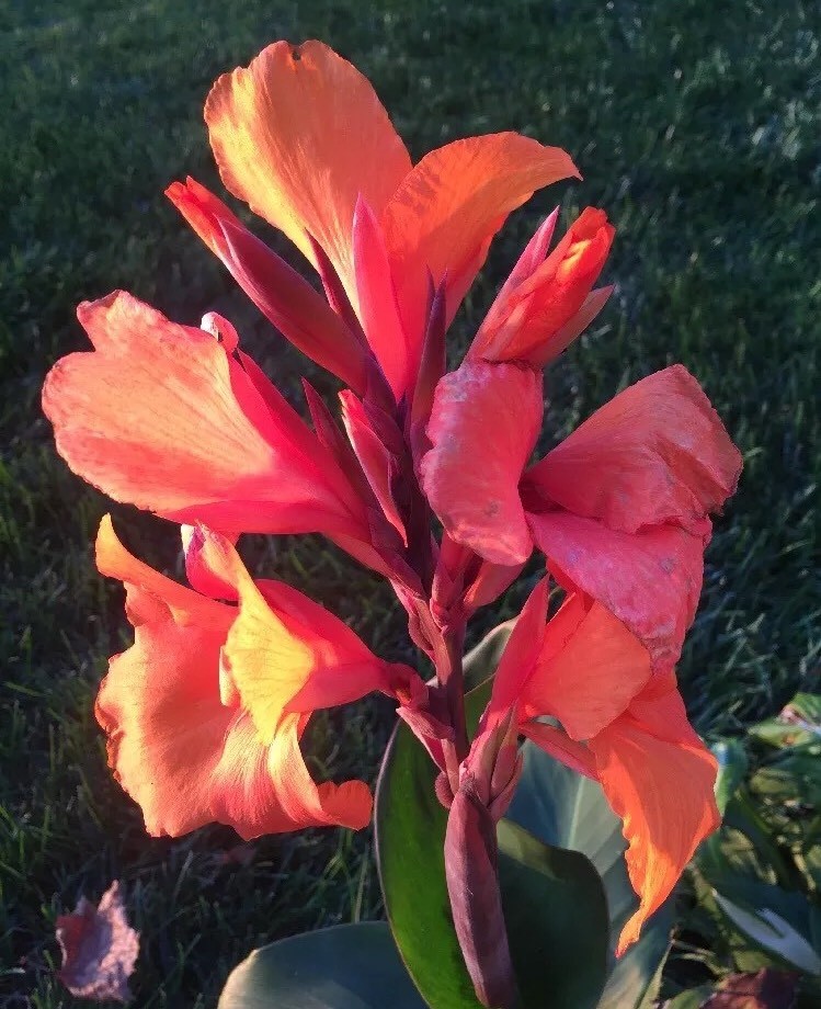 Canna Bulbs Tangelo Dwarf Plants 2′-3′ tall Lot Of(3) Hybrid 2022 Organic Best