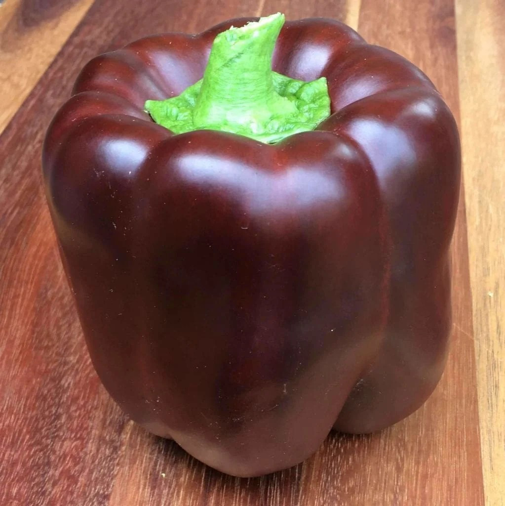 50+ CHOCOLATE BELL PEPPER SEEDS — SWEET —- HEAIRLOOM — ORGANIC — NON GMO