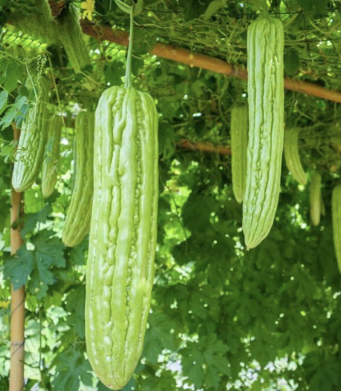 10-Organic Bitter Melon Bitter Gourd Seeds| Fresh 2025