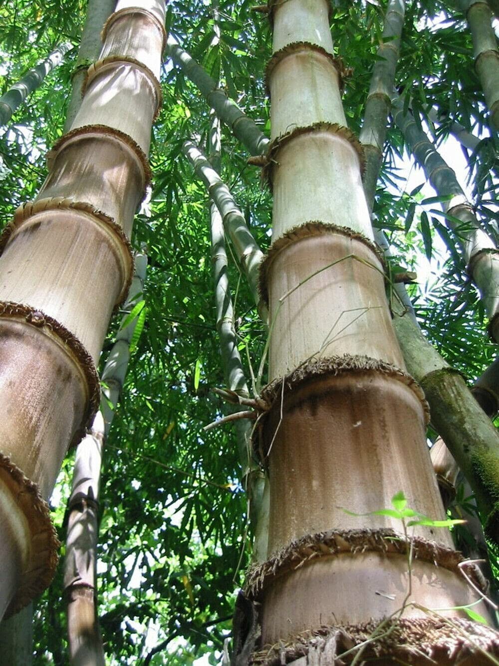 100 Huge Dragon Bamboo Seeds | Perennial Ornamental Privacy Plant | Fast Shiping