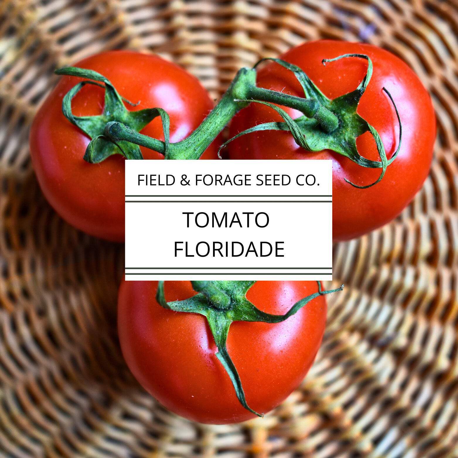 Tomato Floridade | Heat-Tolerant Heirloom | Non-GMO | 300 Seeds