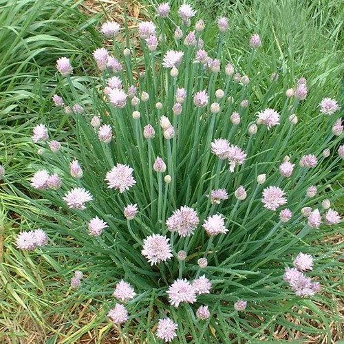 150 GARLIC CHIVE / CHIVES HERB SEEDS ~ heirloomseedguy ~ 2026 ~ NON-GMO