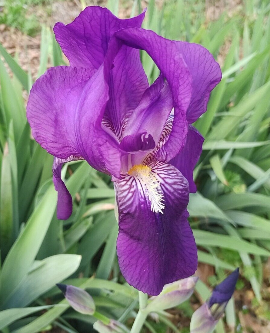 (10) TALL BEARDED IRIS RHIZOME LIVE ROOT GARDEN PLANTS SPRING PURPLE FLOWERS FUN