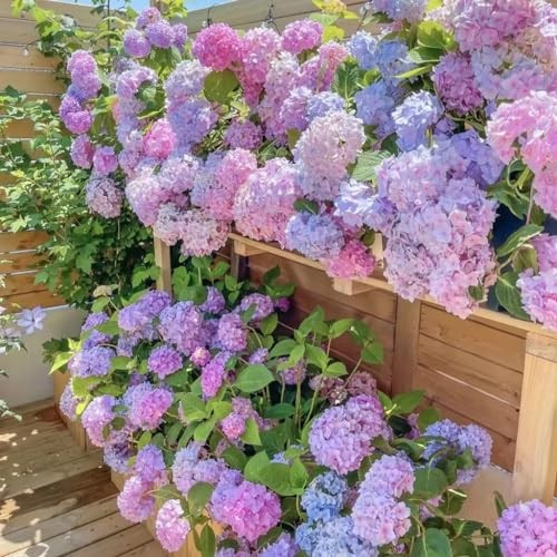 35pcs Blue Pink Purple Hydrangea Seeds – Stunning Perennial Flowers for