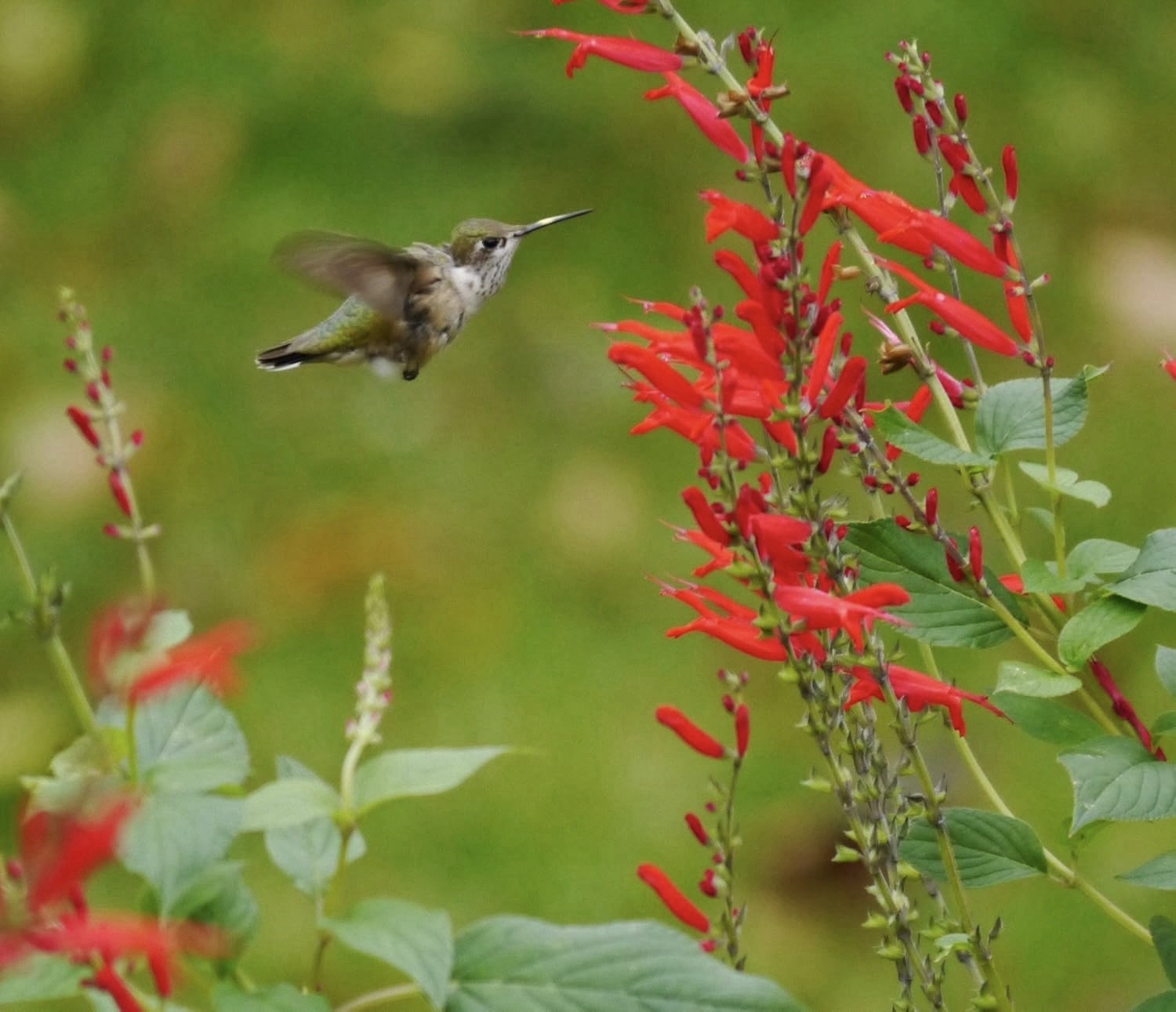 400 SCARLET SAGE SEEDS (Salvia coccinea)- medicinal culinary, hummingbirds love