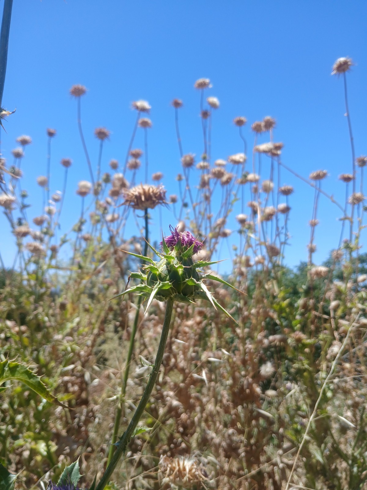 Premium Milk Thistle Seeds (5g)–Hand Picked Fresh 2026-High Germination-Healthy