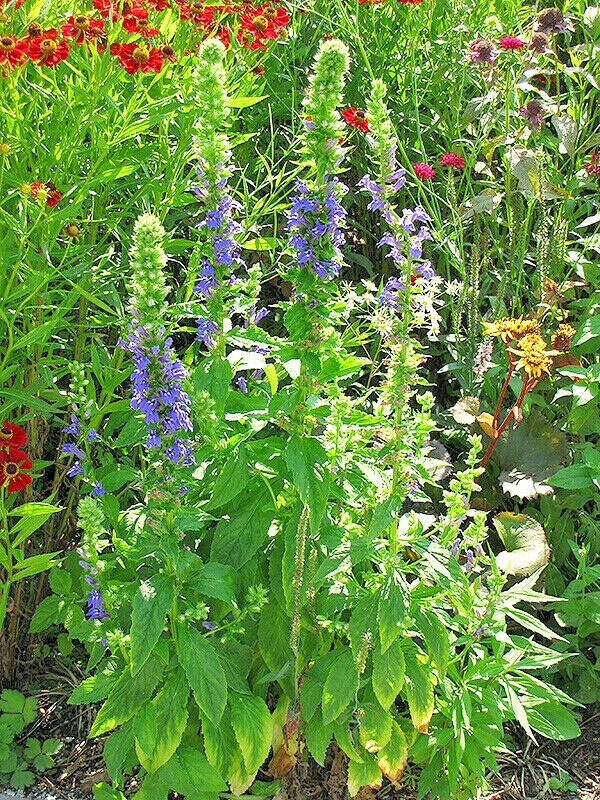 300+GREAT BLUE LOBELIA Seeds Native Wildflower Poor Soils Shade Garden Heat Cold