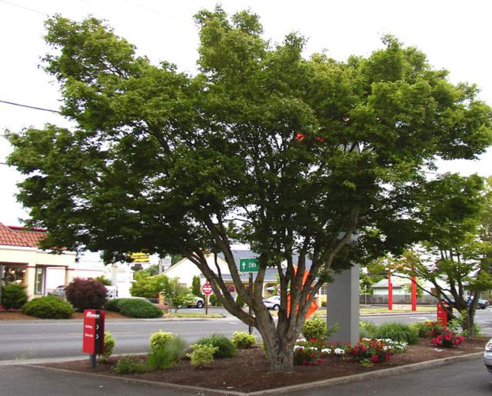 1-1000 PCS Japanese Maple Tree Seeds Small Acer Palmatum Autumn Flower Red 0181