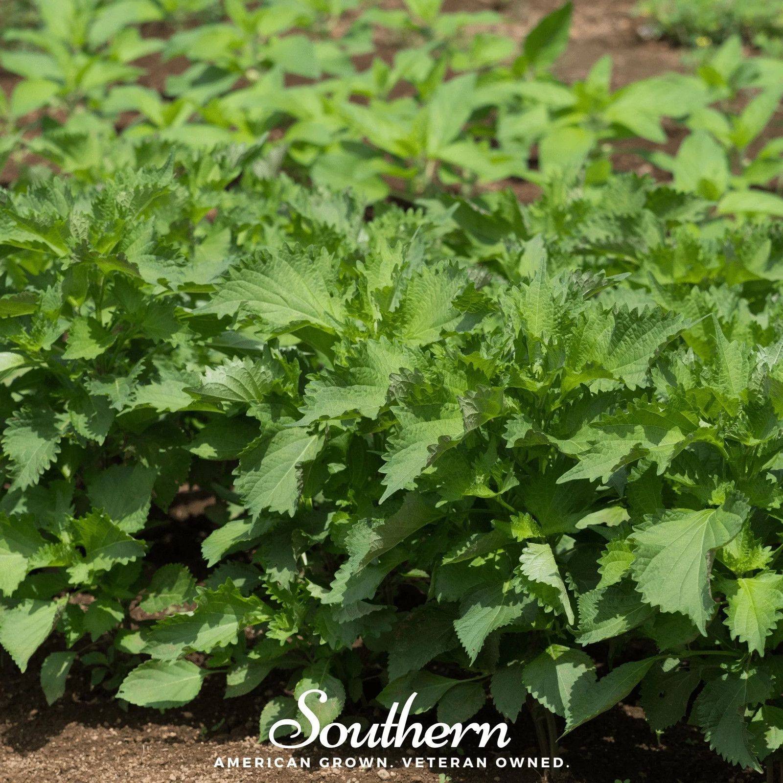 Green Shiso – 200 Seeds