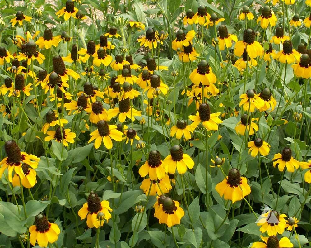 CLASPING Coneflower Pollinators Meadow Native Wildflower Non-GMO 500 Seeds