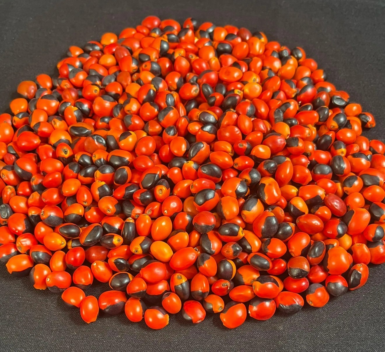 Lot of 100 New Male Huayruro Seeds Red and Black Undrilled 1 cm x 1 cm