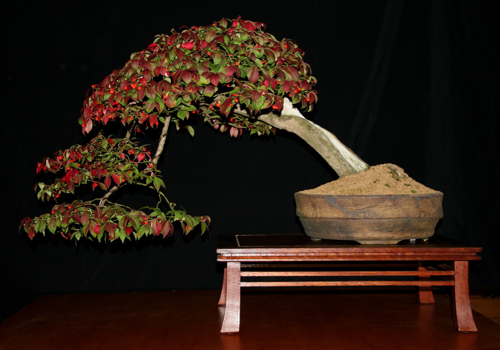 Burning Bush, Euonymus alatus, Shrub Seeds