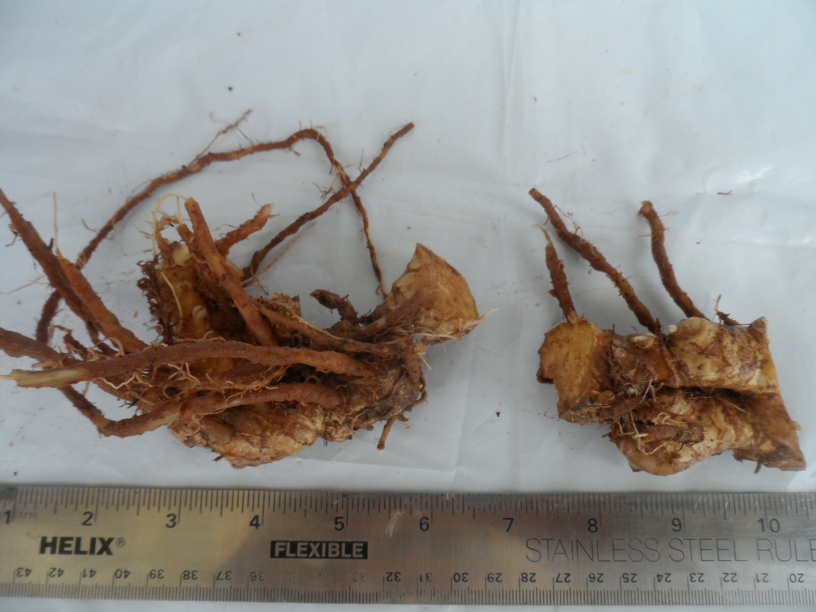 3 Shampoo Ginger Rhizomes, Zingiber Zerumbet, Pine Cone, Free Offer