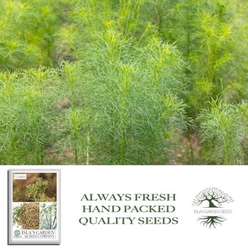 Cumin Seeds (Cuminum cyminum) – 300+ Heirloom Non GMO Seeds by Isla’s Garden