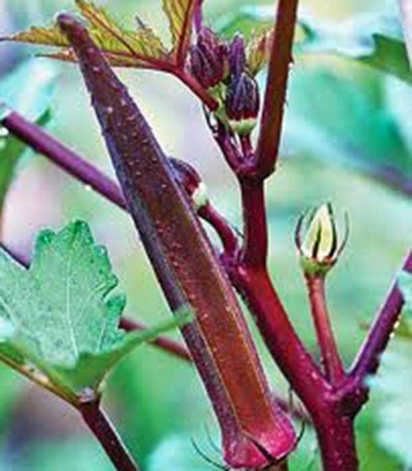 OKRA SEED, RED BURGANDY, HEIRLOOM, NON GMO, 100 SEEDS, GARDEN OKRA SEED