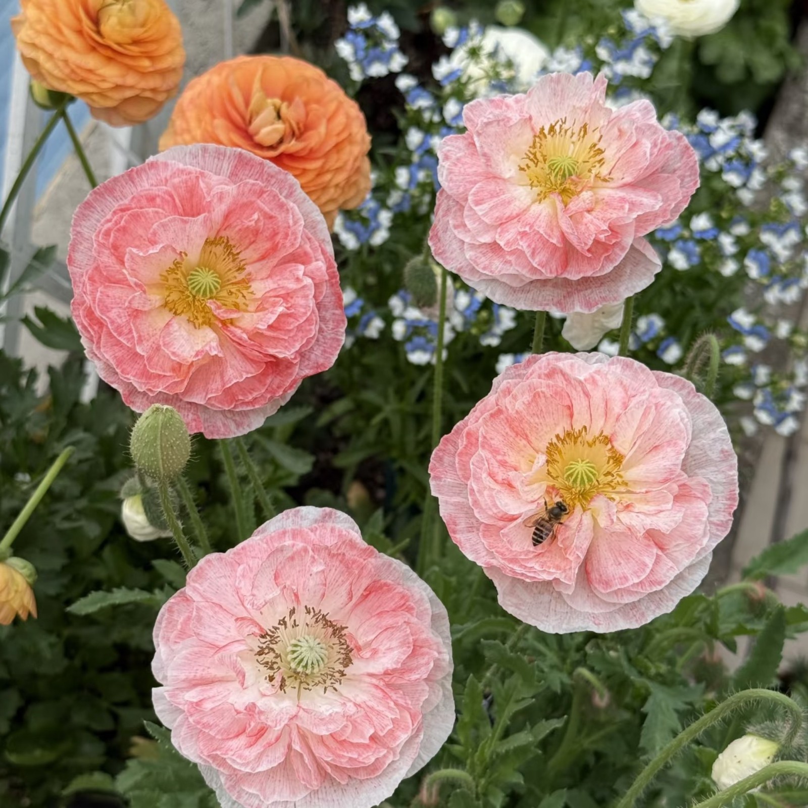 1000 Double Light Pink Poppy Seeds – Heirloom Papaver Mix for Zones 3–10
