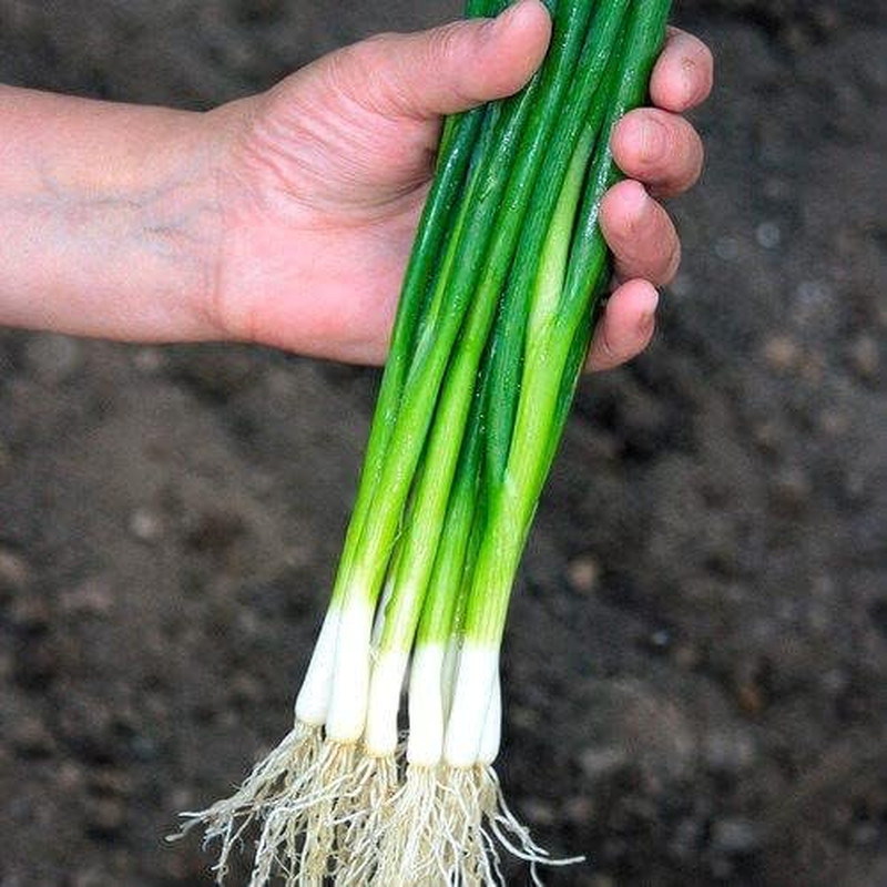 Bunching Green Onion Seeds Scallions about 300 Non-Gmo Seeds for Planting