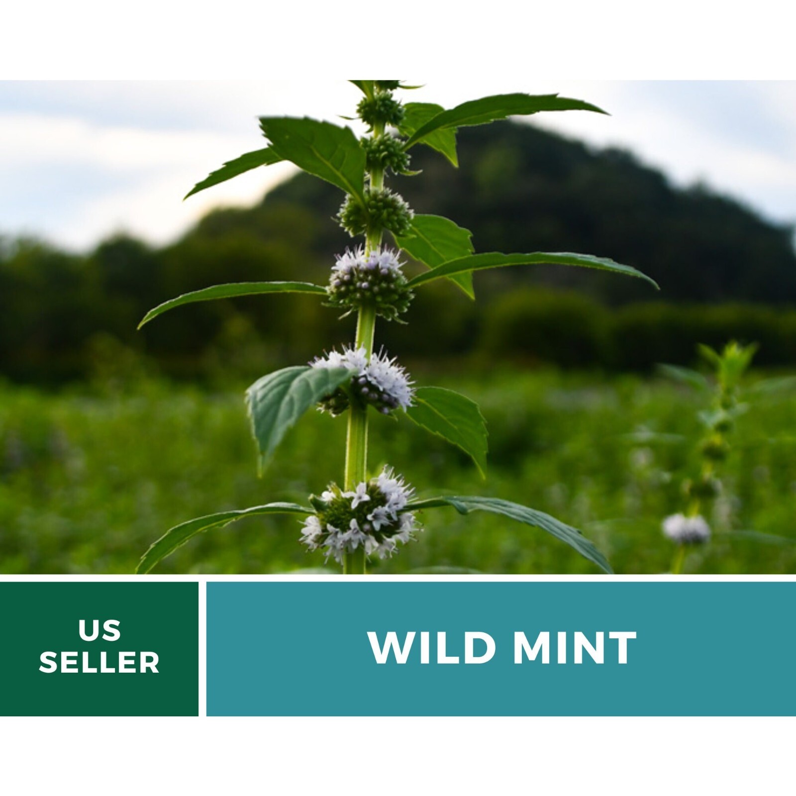 Mint, Wild (Corn Mint) seeds – Heirloom Herb (Mentha arvensis) – Aromatic and Re