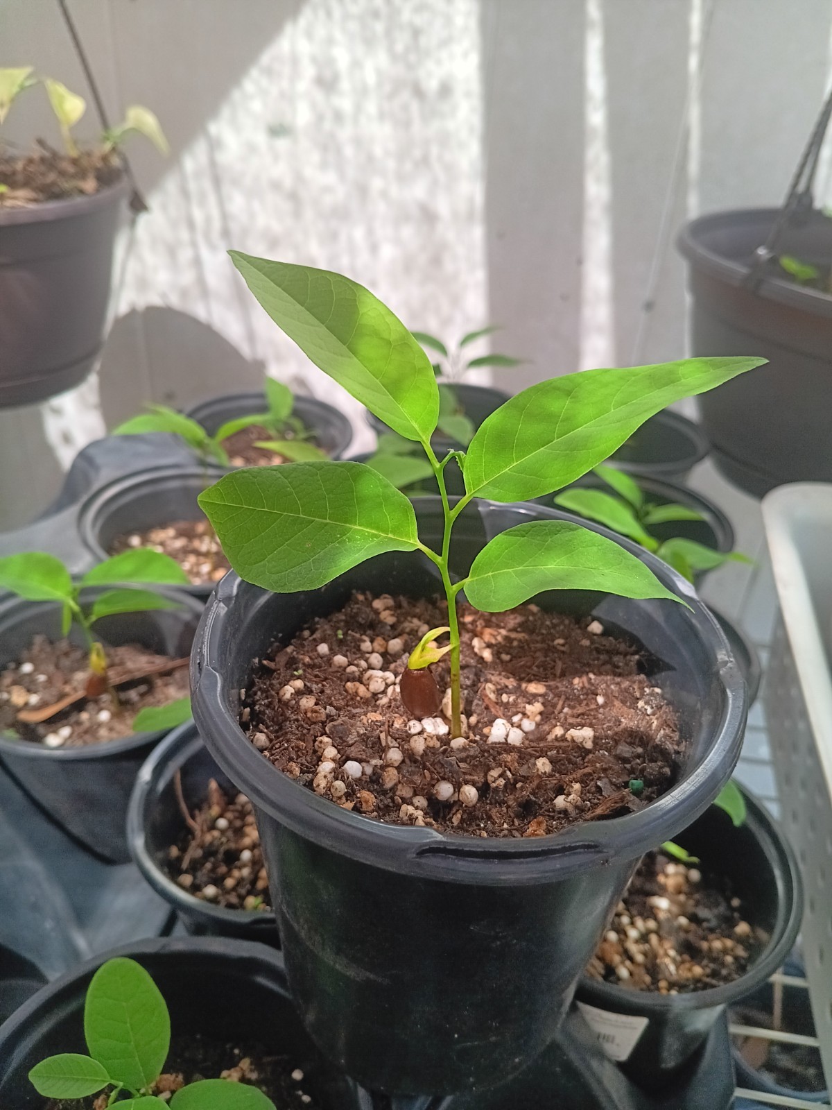 Sugar Apple Annona Squamosa Custard Live Plant Seedling