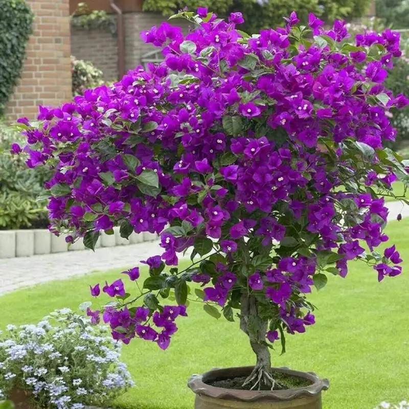 Multicolor Bougainvillea, Trangular Plum-South American Jasmine 50 Seeds , Strik