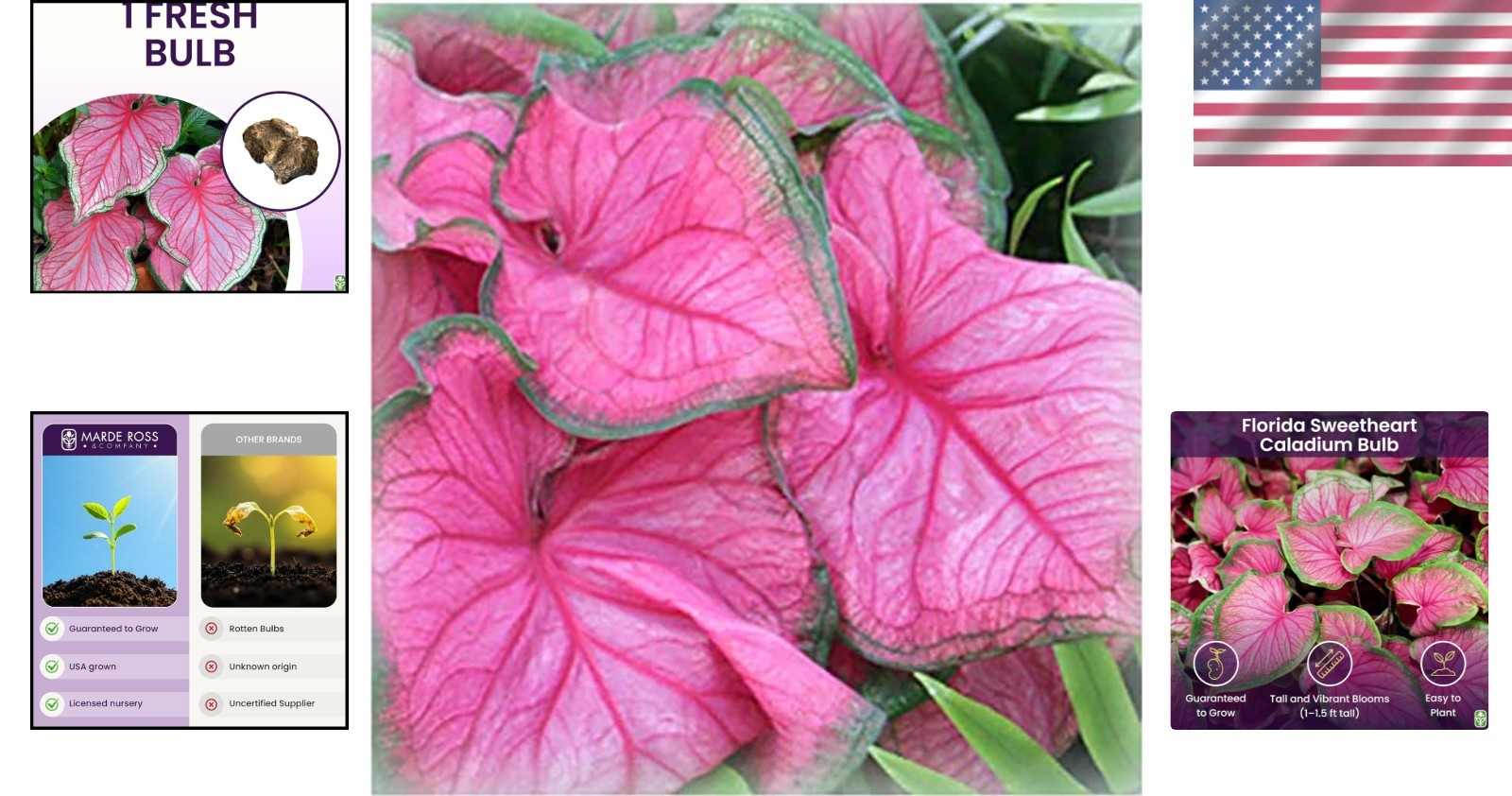 Heirloom Florida Sweetheart Caladium – Large Root – Extended Bloom Time in Pink