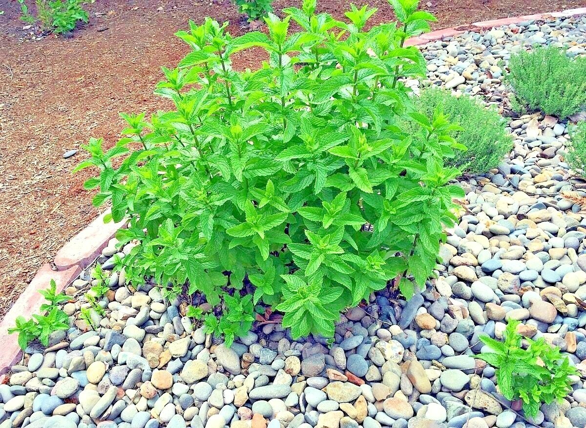 300+PEPPERMINT Seeds Teas Culinary Medicinal Organic Container Shade Garden Herb