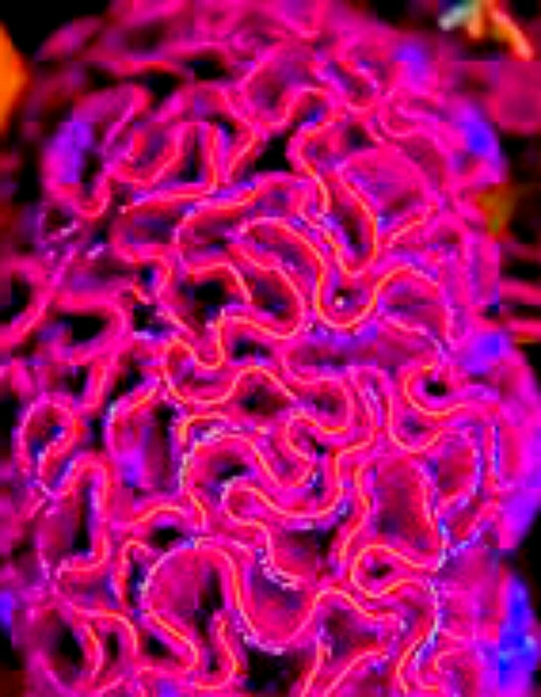 HUGE Brain Celosia CRAZY MIXED COLORS 100 Seeds Comb. S/H OLD AMISH PLANT