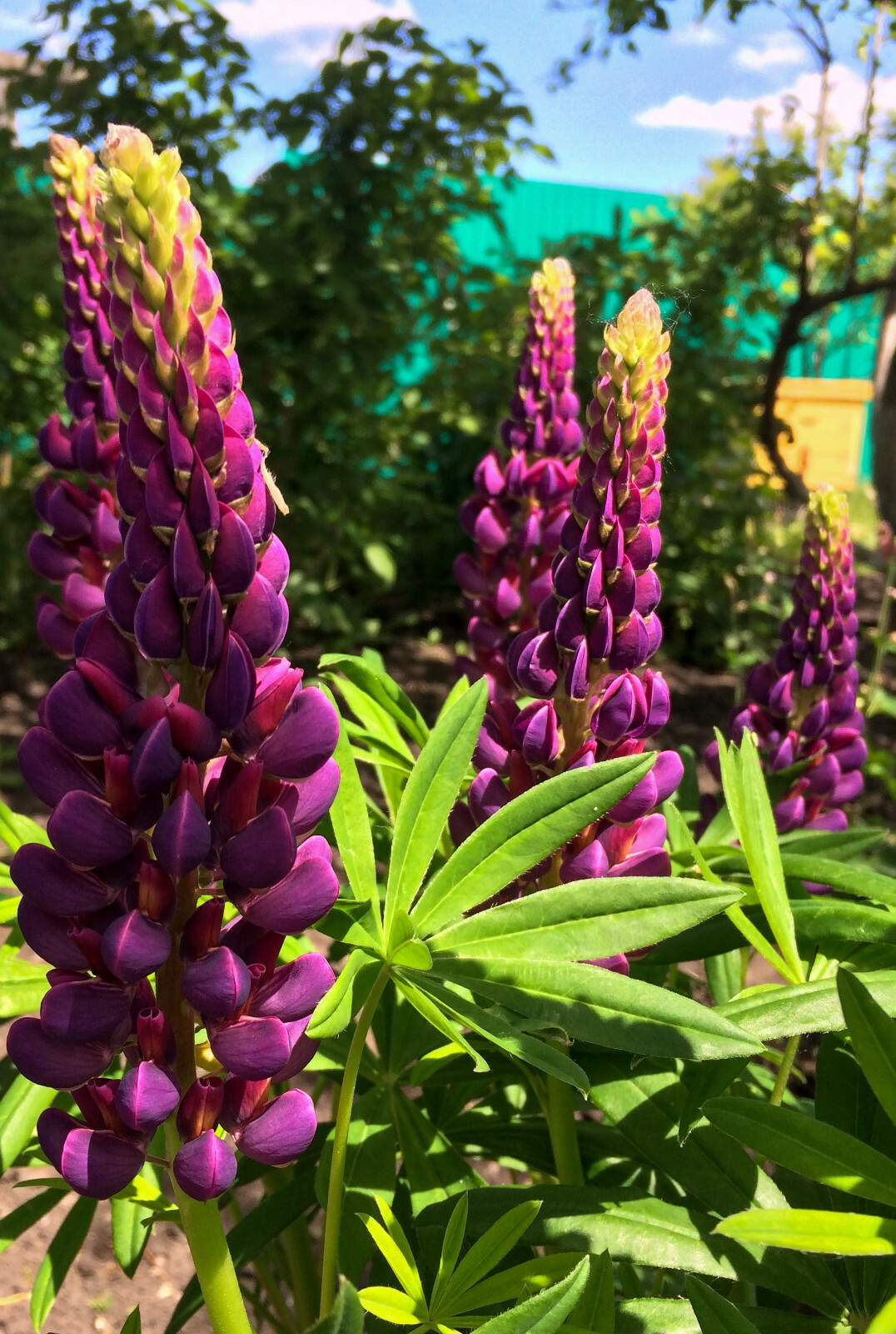 RUSSELL LUPINE MIX 50 SEEDS, MIX OF RED, PURPLE, BLUE/WHITE, PINK, AND MORE…