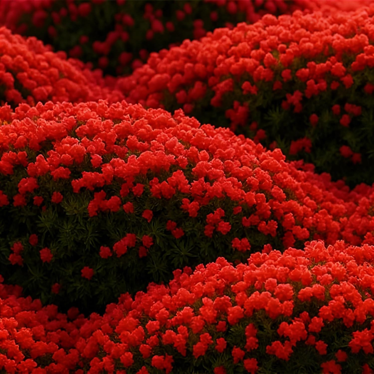 19000 Creeping Thyme Seeds for Planting Outdoors, Low Growing Fragrant Perennial