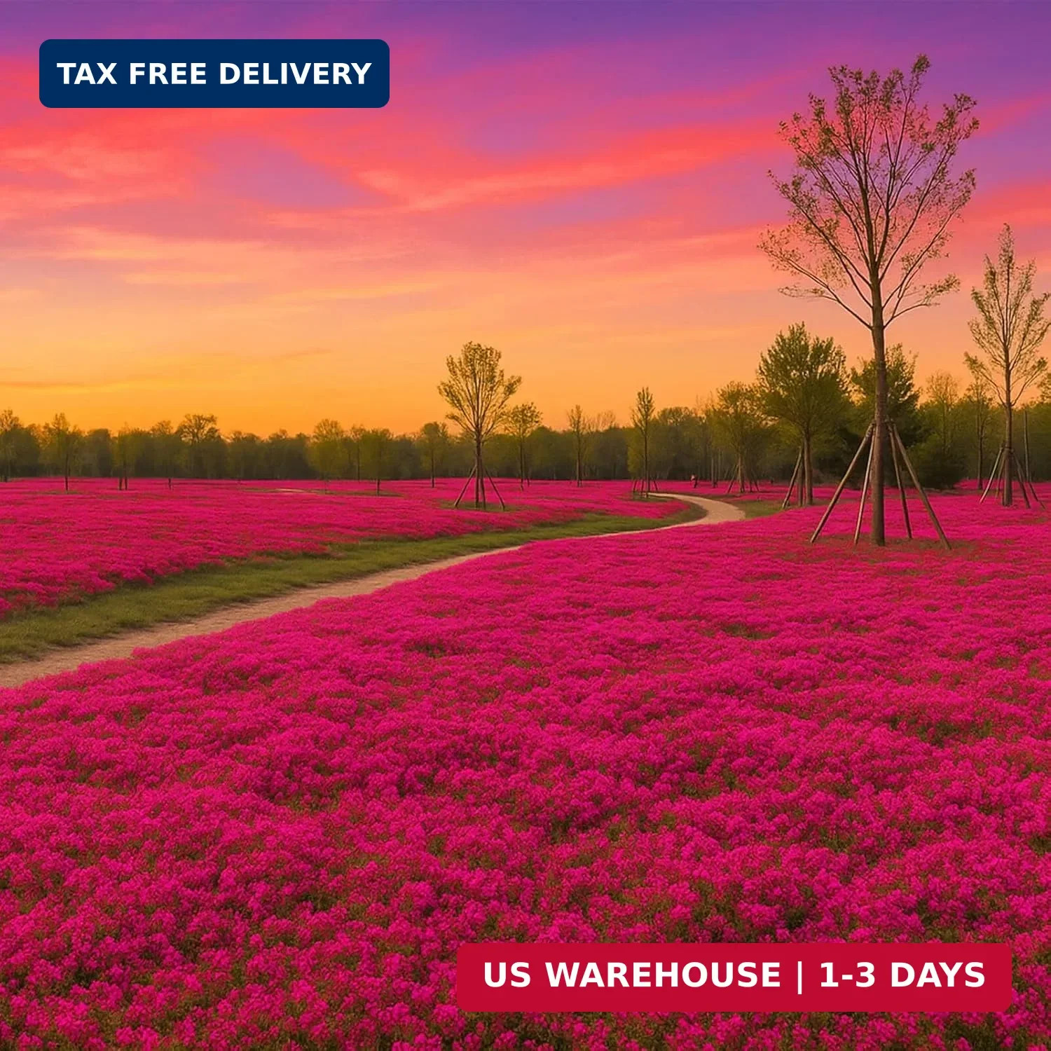 30,000 Tiny Red Creeping Thyme Seeds (Thymus praecox) – Bulk Perennial Ground Co
