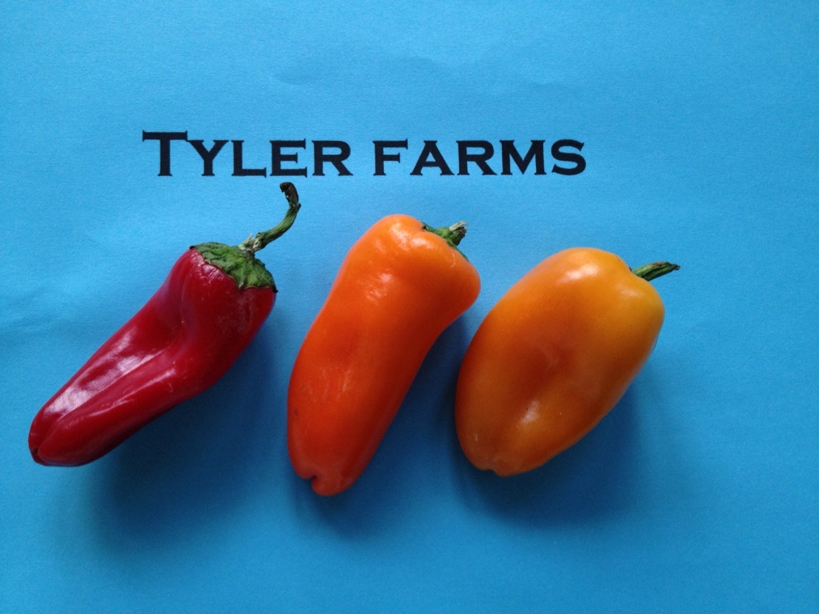10+ Mini Sweet Red, Orange, Yellow Mixed Pepper seeds (chili, chile)
