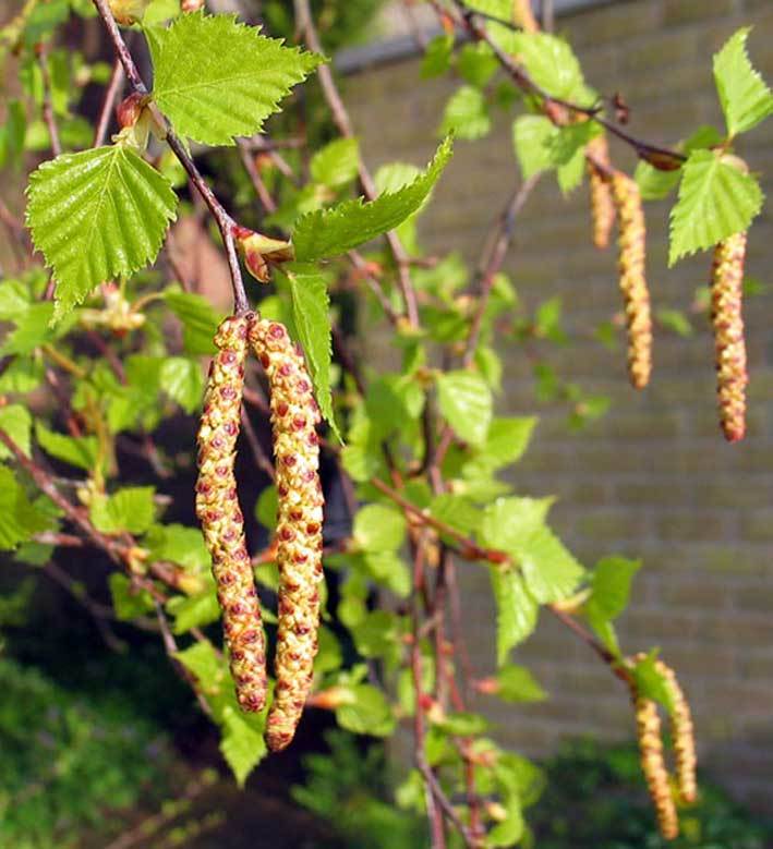 Weeping White Birch, (Silver Birch), Betula pendula alba, (Fast) Tree Seeds
