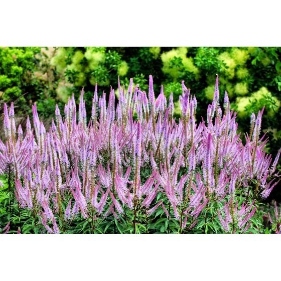 50 Mixed Colors VERONICA SIGHTSEEING MIXTURE (Spike Speedwell) Veronica Spicata