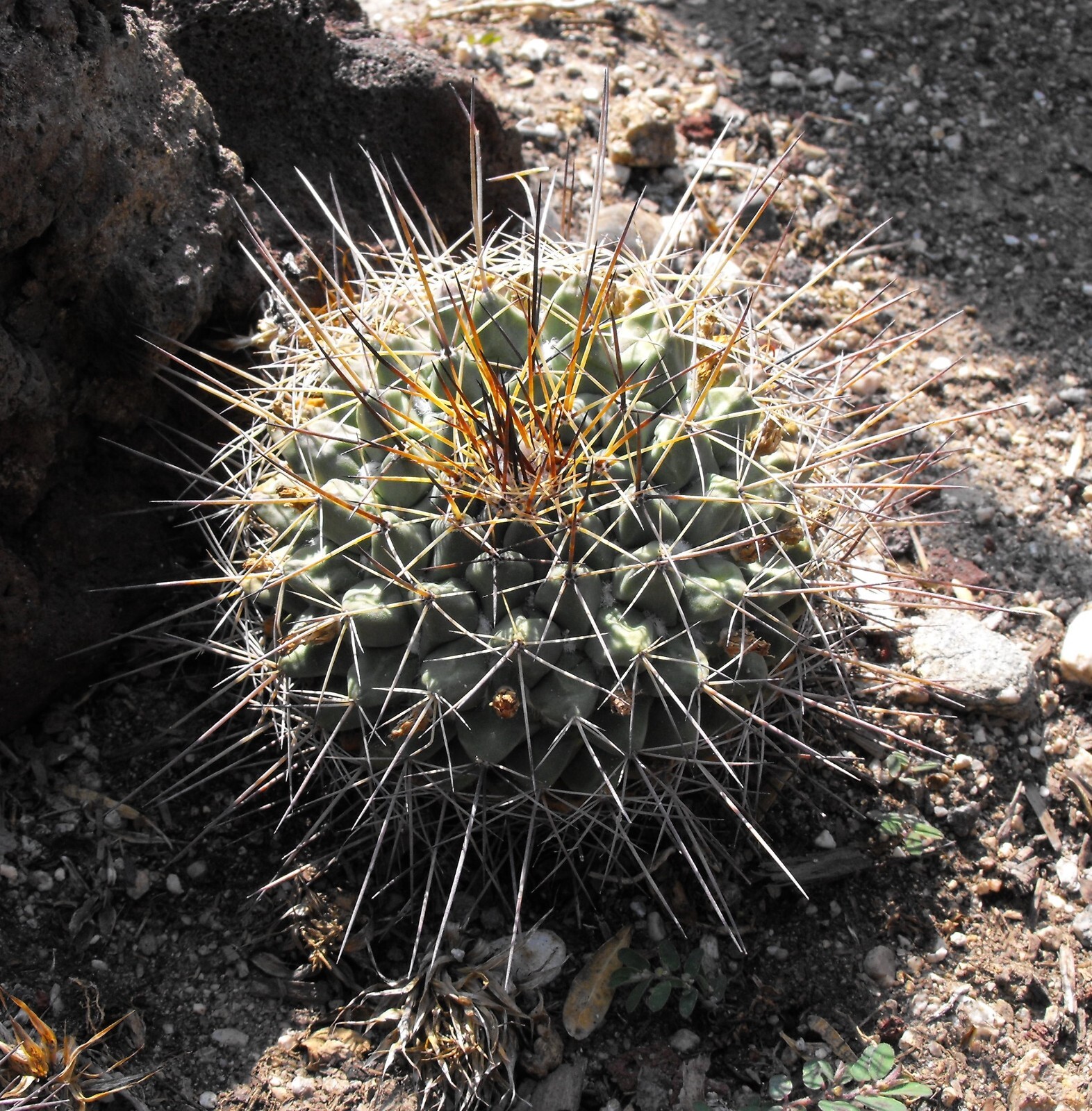 Mammillaria melanocentra 25 Seeds
