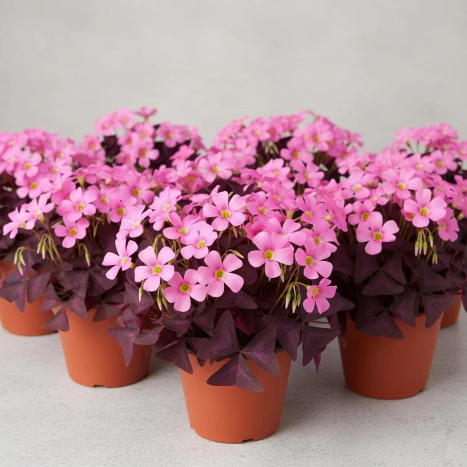 12 Purple Shamrock Bulbs Oxalis Triangularis for Planting, Flower Bulbs Indoo…