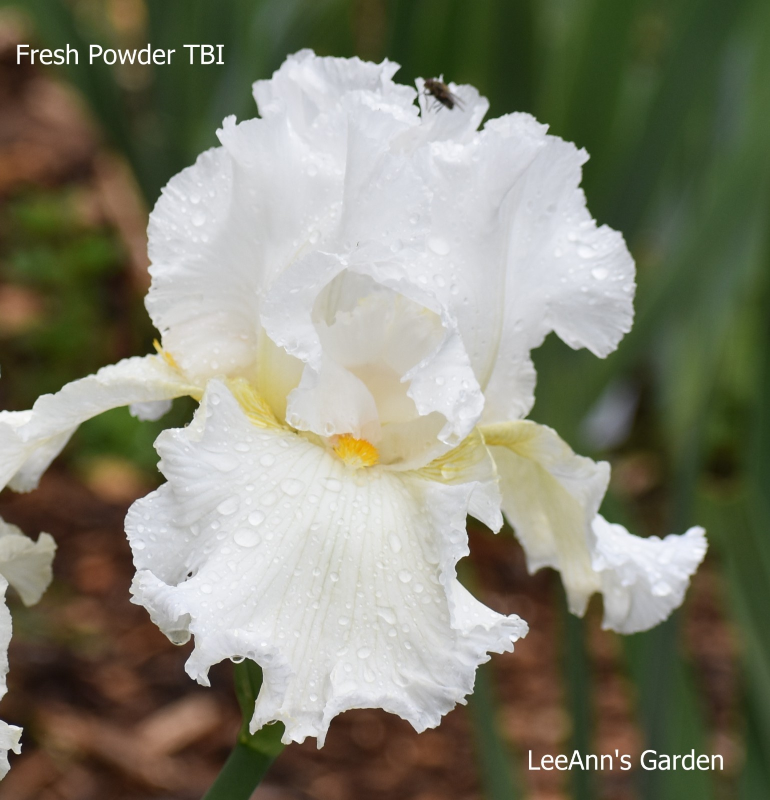 ‘Fresh Powder’ TB Bearded Iris Rhizome PRE-SALE to Ship Aug/Sept