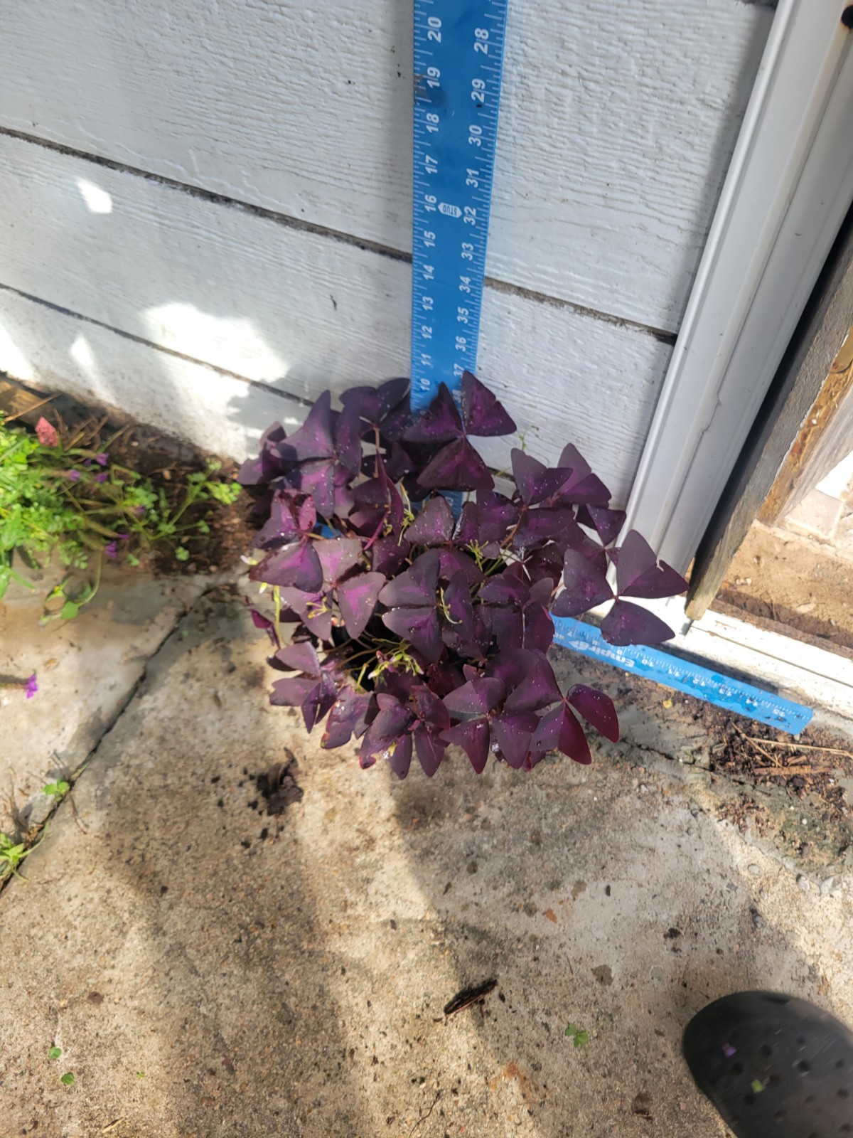 1 Purple Shamrock In 1 Gallon- Oxalis triangularis Bulbs Perennial Love Plant