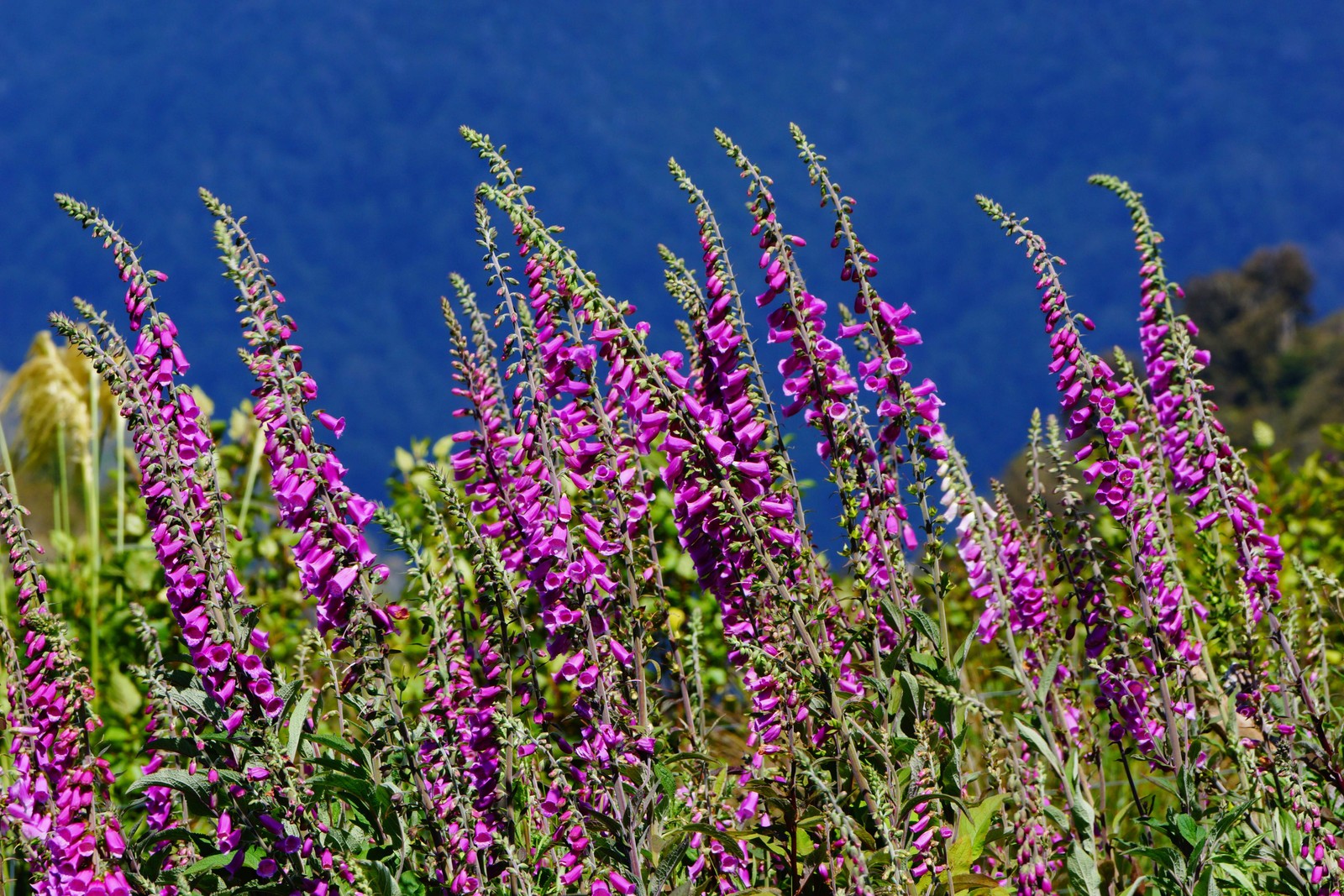 1000 PURPLE FOXGLOVE Digitalis Purpurea Flower Seeds