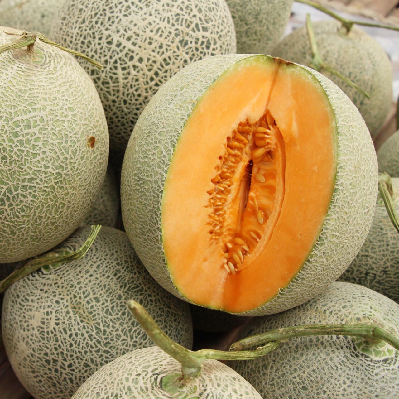 35 HALES BEST CANTALOUPE MELON SEEDS ~ heirloomseedguy ~ NON-GMO ~ 2026