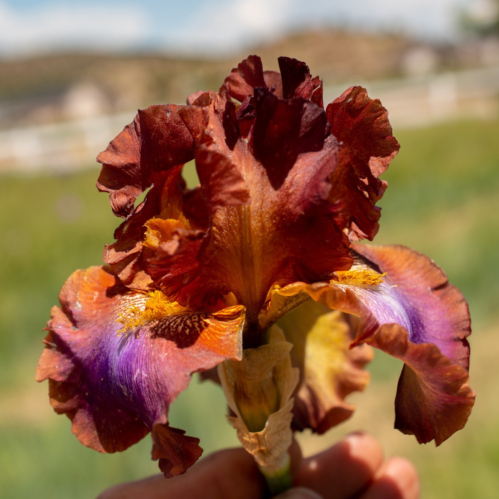 *LA FORTUNE** Tall Bearded Iris. Pre-Order, Combined Shipping: Jul – Sep