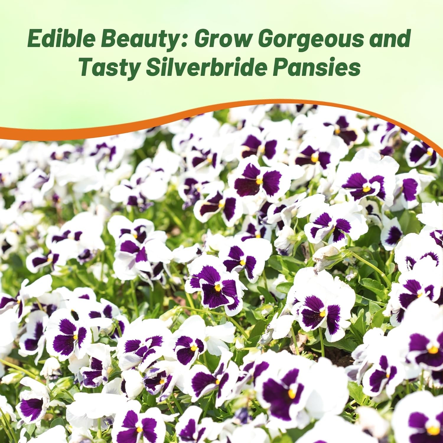 2000 Seeds Silverbride Pansy Seeds – Viola Flower Seeds