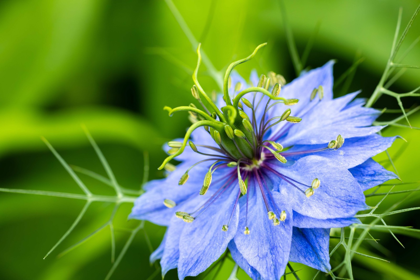 500 BLUE LOVE IN A MIST Miss Jekyll Nigella Damascena Flower Seeds *Comb S/H