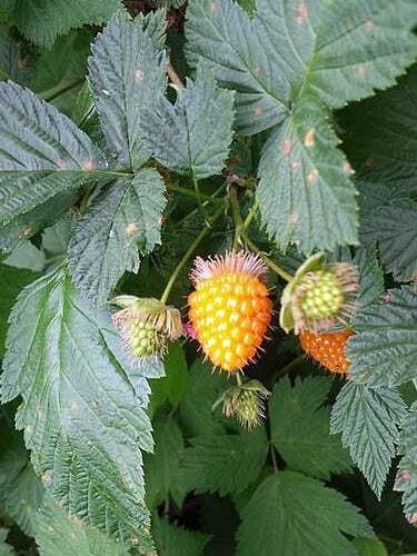 Rubus spectabilis | Salmonberry | 10 Seeds