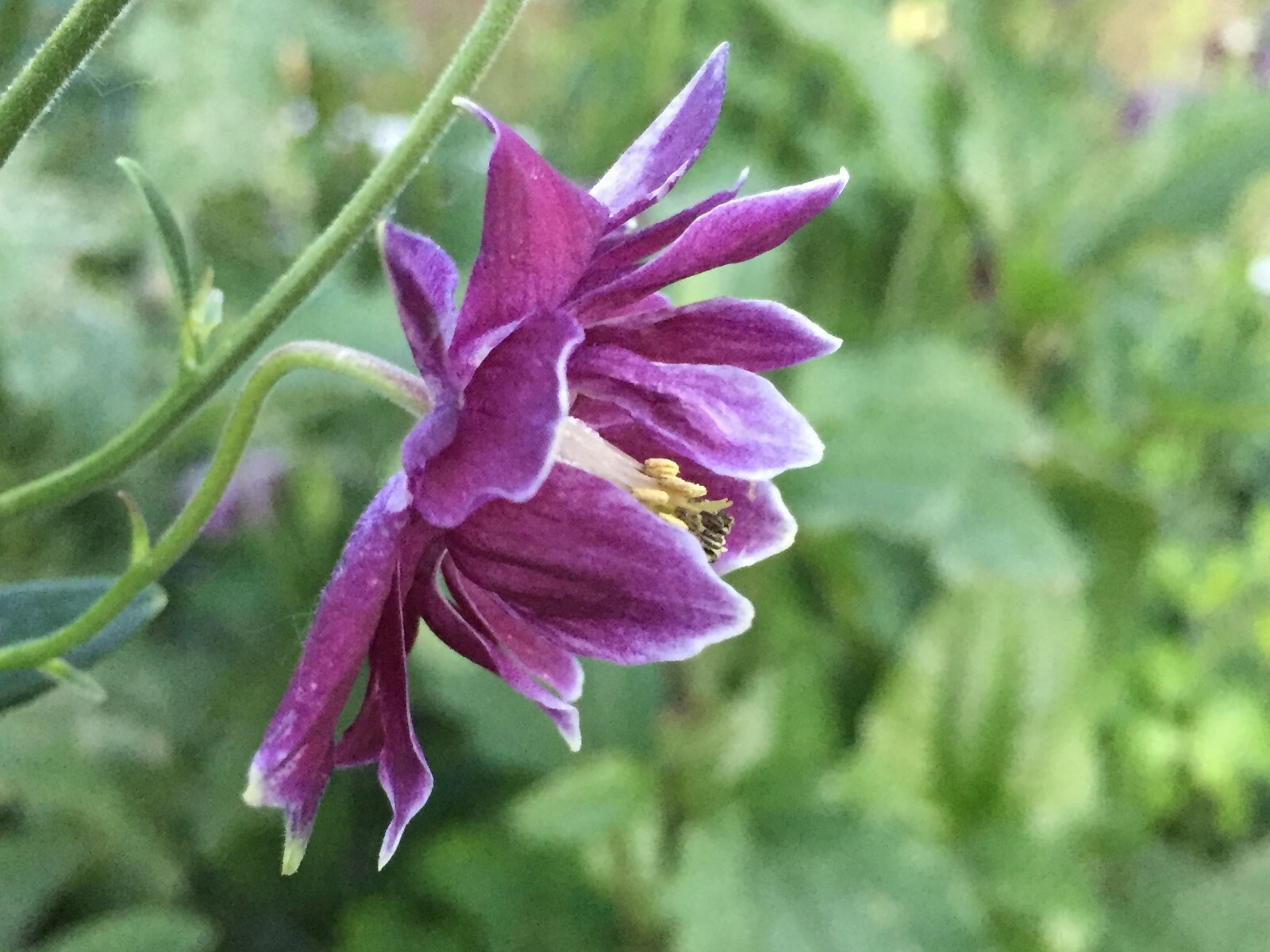 COLUMBINE BARLOW 150 Seeds DARK PURPLE Aquilegia vulgaris Flowers seeds +gift