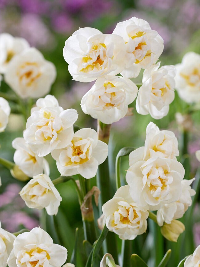 Daffodil Bridal Crown Bulbs – 12 Bulbs per order