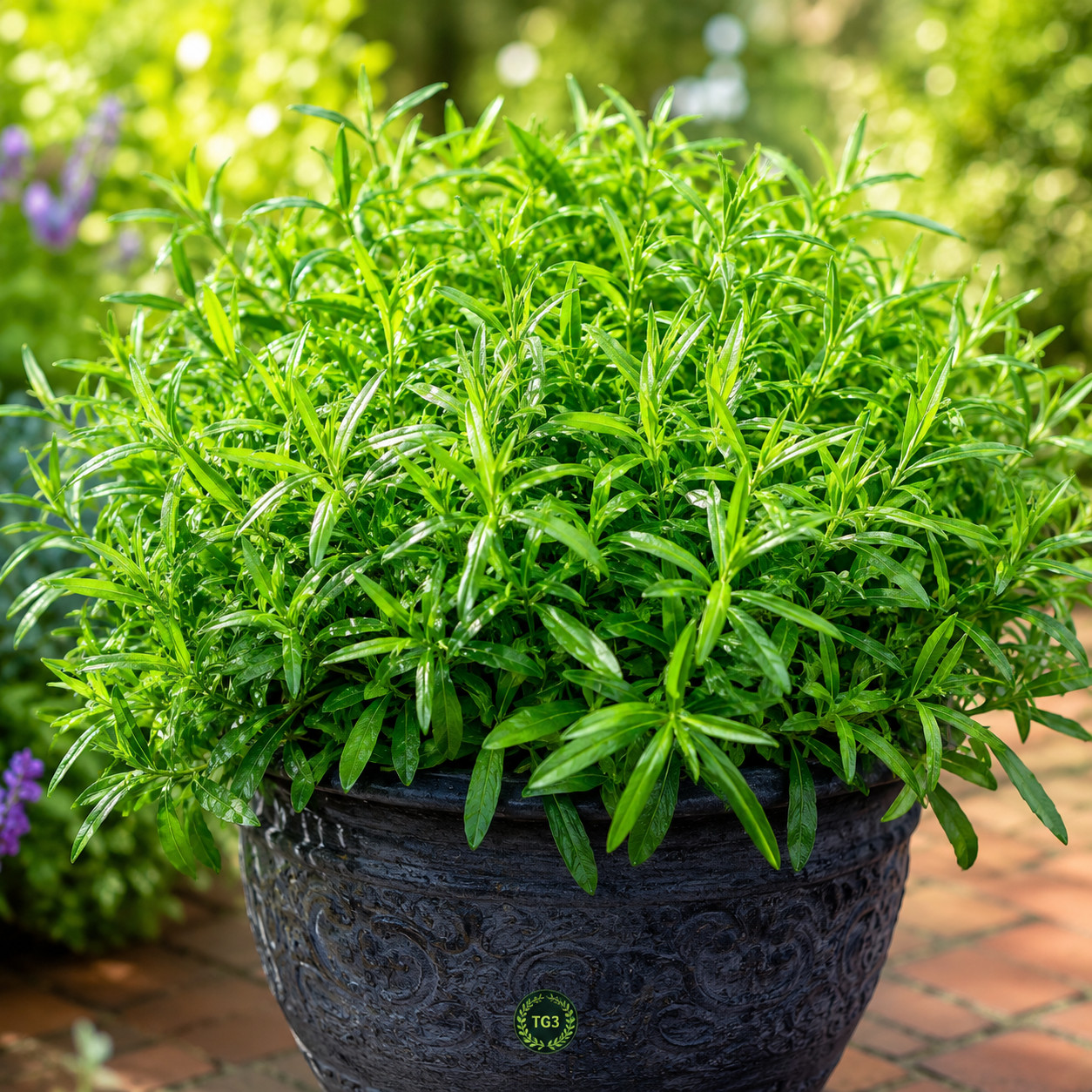 2000+ TARRAGON SEEDS SPRING PERENNIAL HERB FLOWER GARDEN ANISE NON-GMO HEIRLOOM